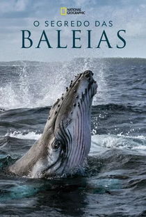O Segredo das Baleias - Poster / Capa / Cartaz - Oficial 3