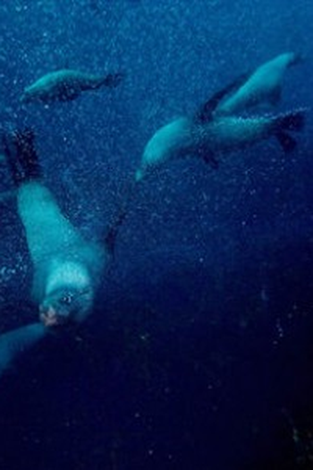 Poster de Episódio Southern Ocean (2008)