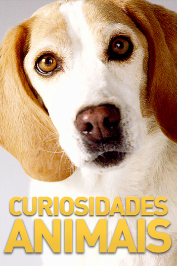 Poster de Série Curiosidades Animais (2015)