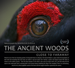 The Ancient Woods