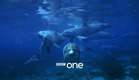 Dolphins: Spy in the Pod: Trailer - BBC One