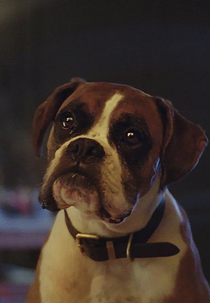 Buster, o Boxer (Buster The Boxer)