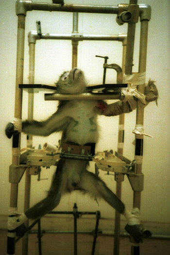 Poster de Curta Silver Spring Monkeys (1981)