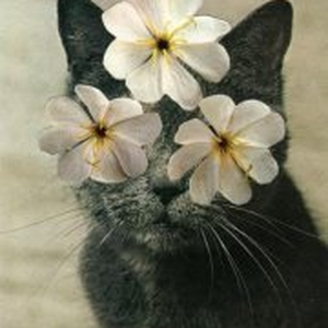 Foto de perfil de Mayra Lisboa