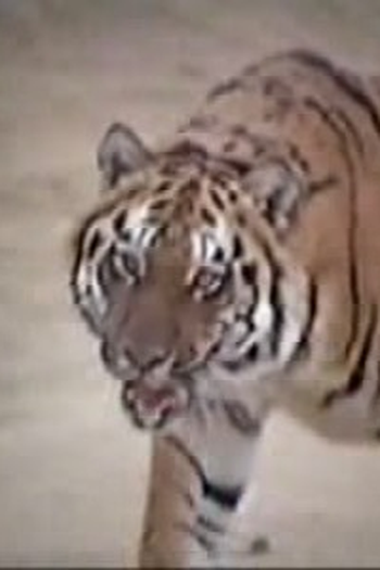 Poster de Episódio Tiger in the Streets (1982)