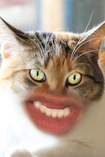  de Curta Meow (2015)