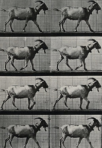 Goat Walking (Goat Walking)