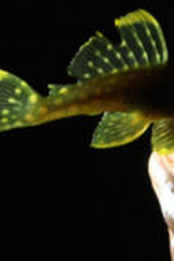 Poster de Filme A Última Volta do Xingu (2017)