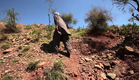 IDFA 2015 | Trailer | A Walnut Tree