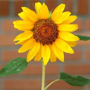 Foto de perfil de A girl like you