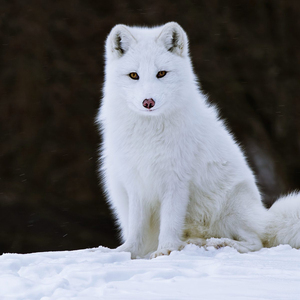 Foto de perfil de Victor Brandão