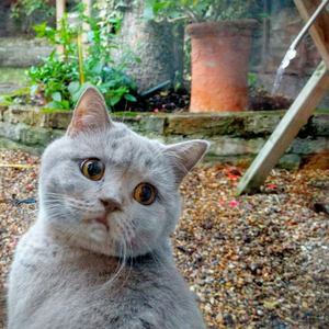 Foto de perfil de Cinthia