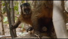Capuchin love - Wild Brazil: Episode 3 Preview - BBC Two