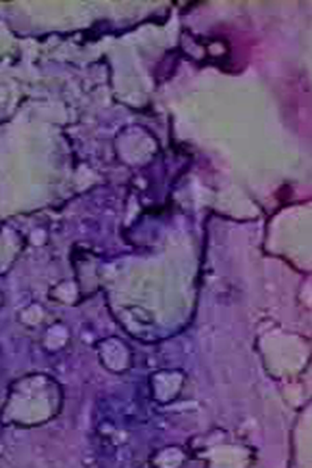 Poster de Curta Prelude 5 (1996)