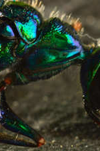 Poster de Episódio Predator (2013)