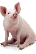 Inteligência Animal - O Porco (Brilliant Beasts - Hog Genius)