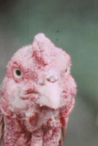Poster 1 de Curta Valente é o Galo (1974)