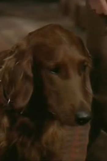 Poster de Episódio The Bucket Dog (1972)