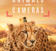 Câmera Animal