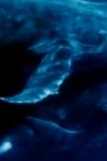 Poster de Curta Lost Avenues (1991)