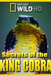 Cobra Real - Poster / Capa / Cartaz - Oficial 1