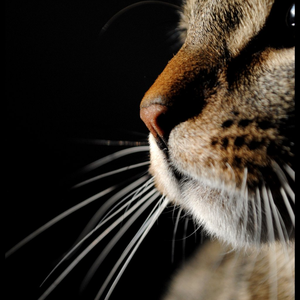 Foto de perfil de Xis
