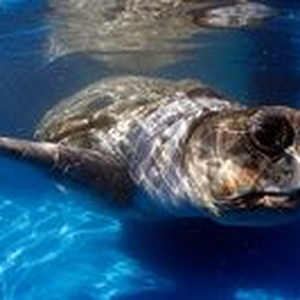 Foto de perfil de Maicon