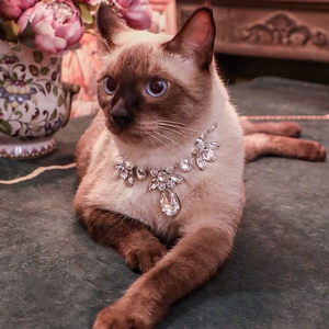 Foto de perfil de Cinéfila