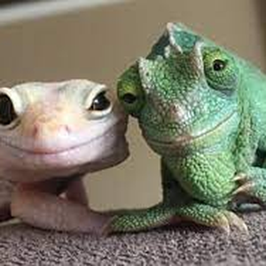 Foto de perfil de Anticoach Quântico