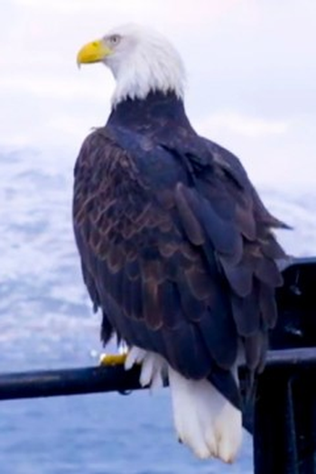 Poster de Episódio Where Eagles Dare (2022)