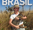 Animais do Brasil