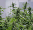 Beating Blindness & White Collar Weed
