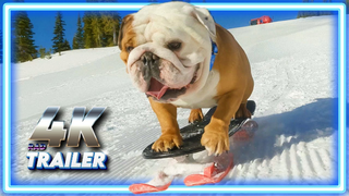 Trailer: POWDER PUP | Official Trailer 4K