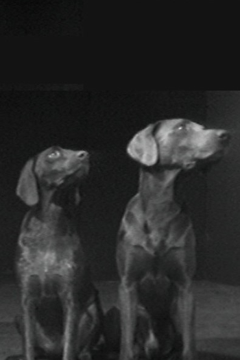 Poster de Curta Two Dogs & Ball (1975)