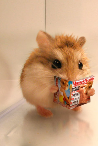 Poster 1 de Curta Carlitopolis (2006)