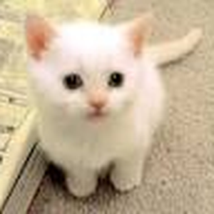 Foto de perfil de giovanna silvy da cunha