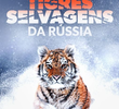 Tigres Selvagens da Rússia