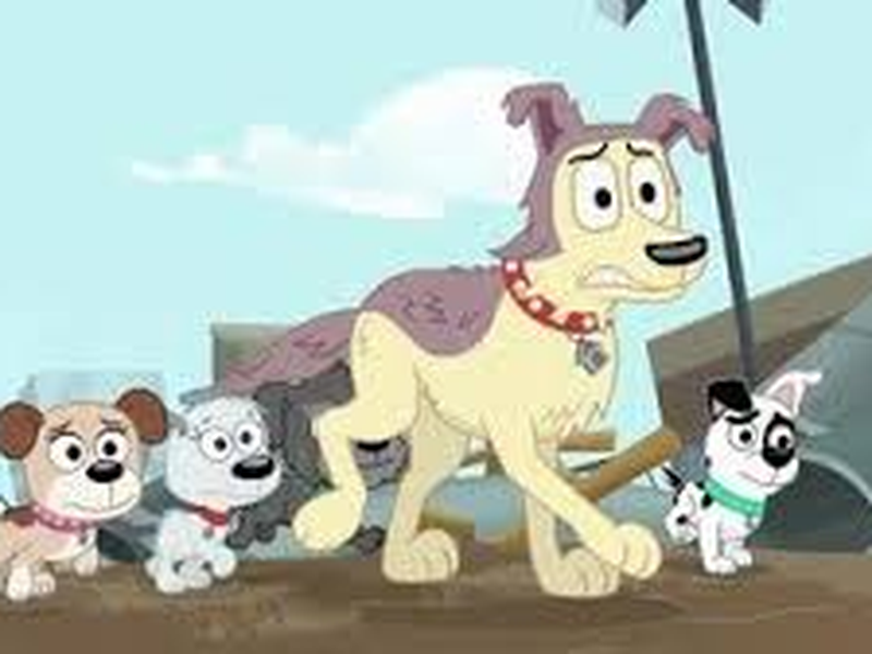 Foto 8 de Cãezinhos do Canil