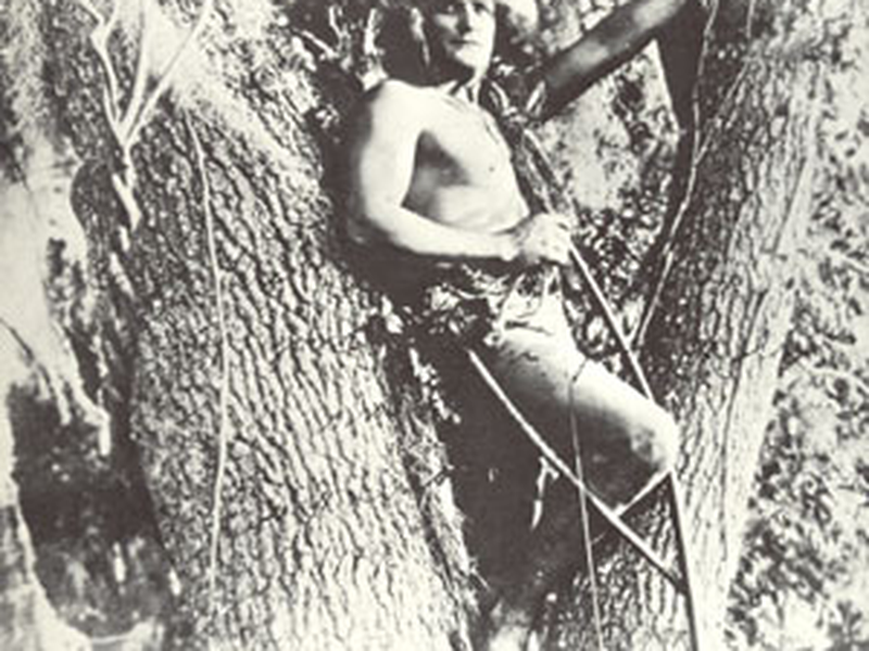 Foto 3 de Tarzan, O Homem Macaco