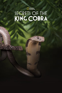 Cobra Real - Poster / Capa / Cartaz - Oficial 2