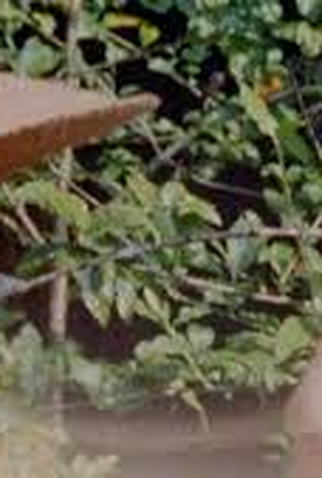 Poster 1 de Filme O Enigma de S. (2026)