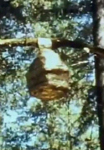 The Bee Hive (The Bee Hive)