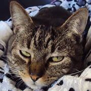 Foto de perfil de Neuzimar