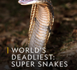 As Cobras Mais Perigosas do Mundo