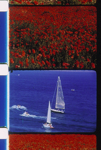 Poster 1 de Curta Voiliers et Coquelicots (2001)