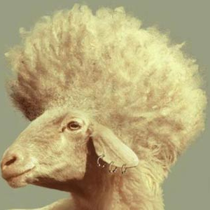 Foto de perfil de Mansinho Loko