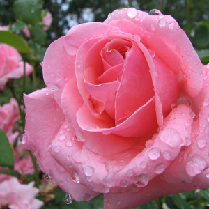 Foto de perfil de G. Tida