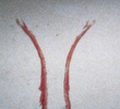 Body Tracks