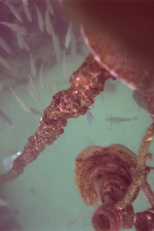 Flutuantes (Flutuantes)