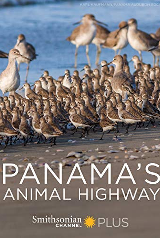 Poster 1 de Filme Panamá - Rota Animal (2017)
